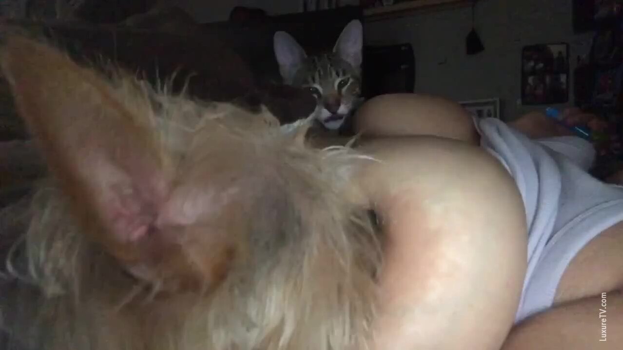 Breastfeeding Cat and Puppy - BestialitySexTaboo - Bestiality Sex Taboo