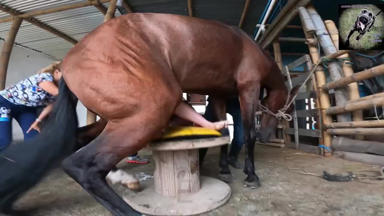 Horse Is Too Big - BestialitySexTaboo - Bestiality Sex Taboo