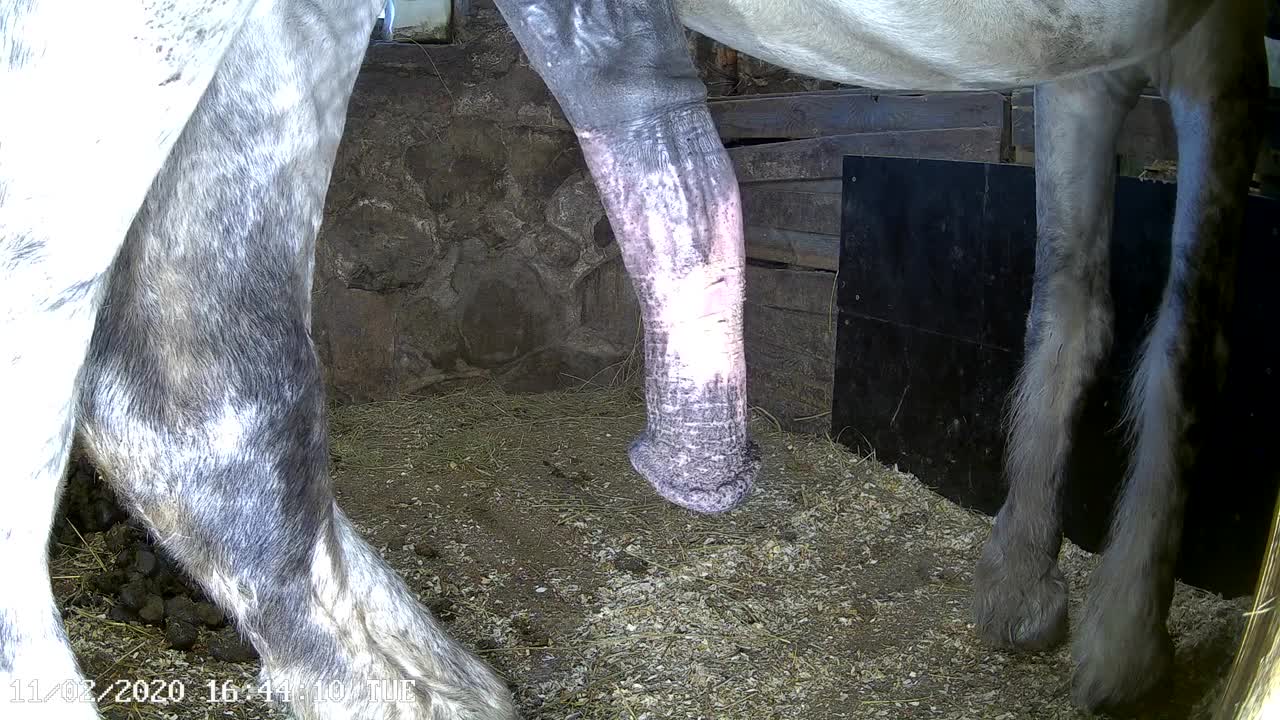 Horse cumshot in the stable - BestialitySexTaboo - Bestiality Sex Taboo