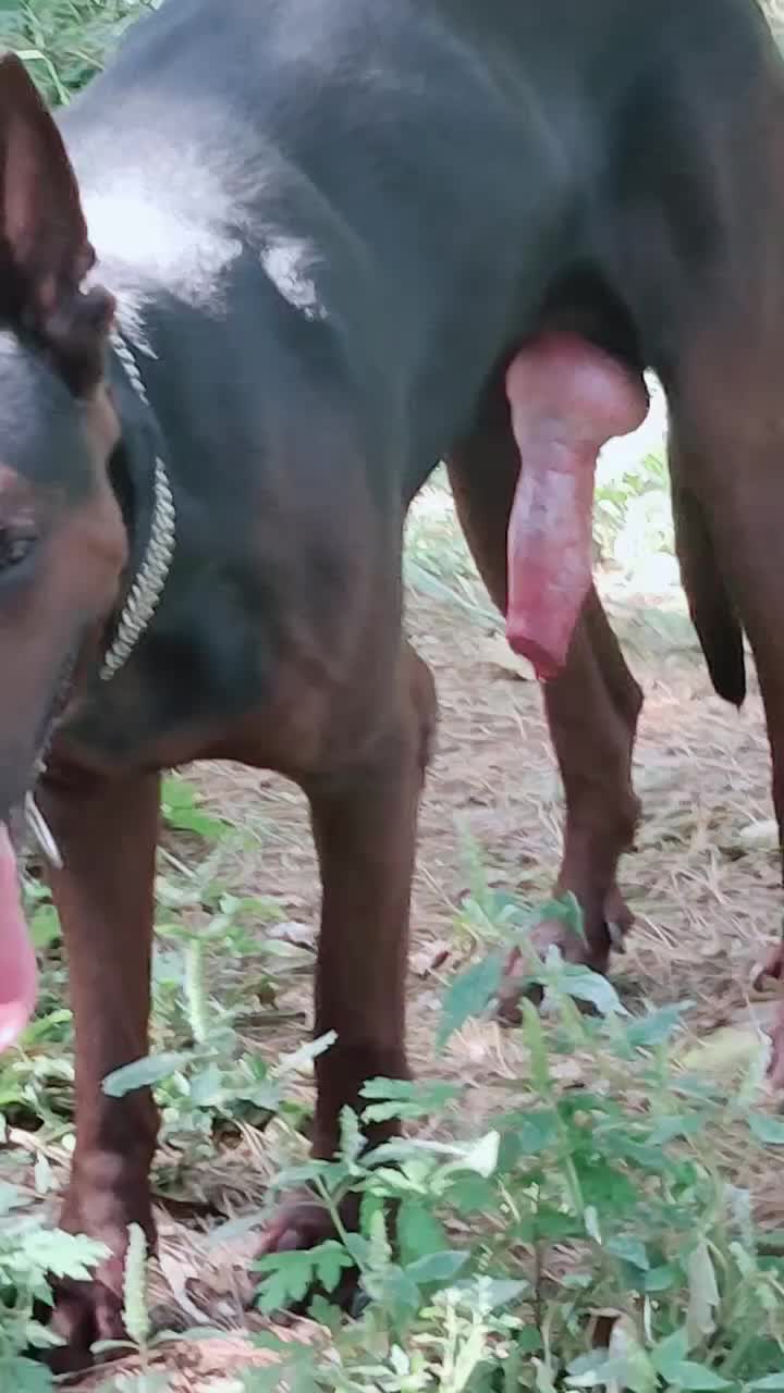 Dog with big cock cumming - BestialitySexTaboo - Bestiality Sex Taboo