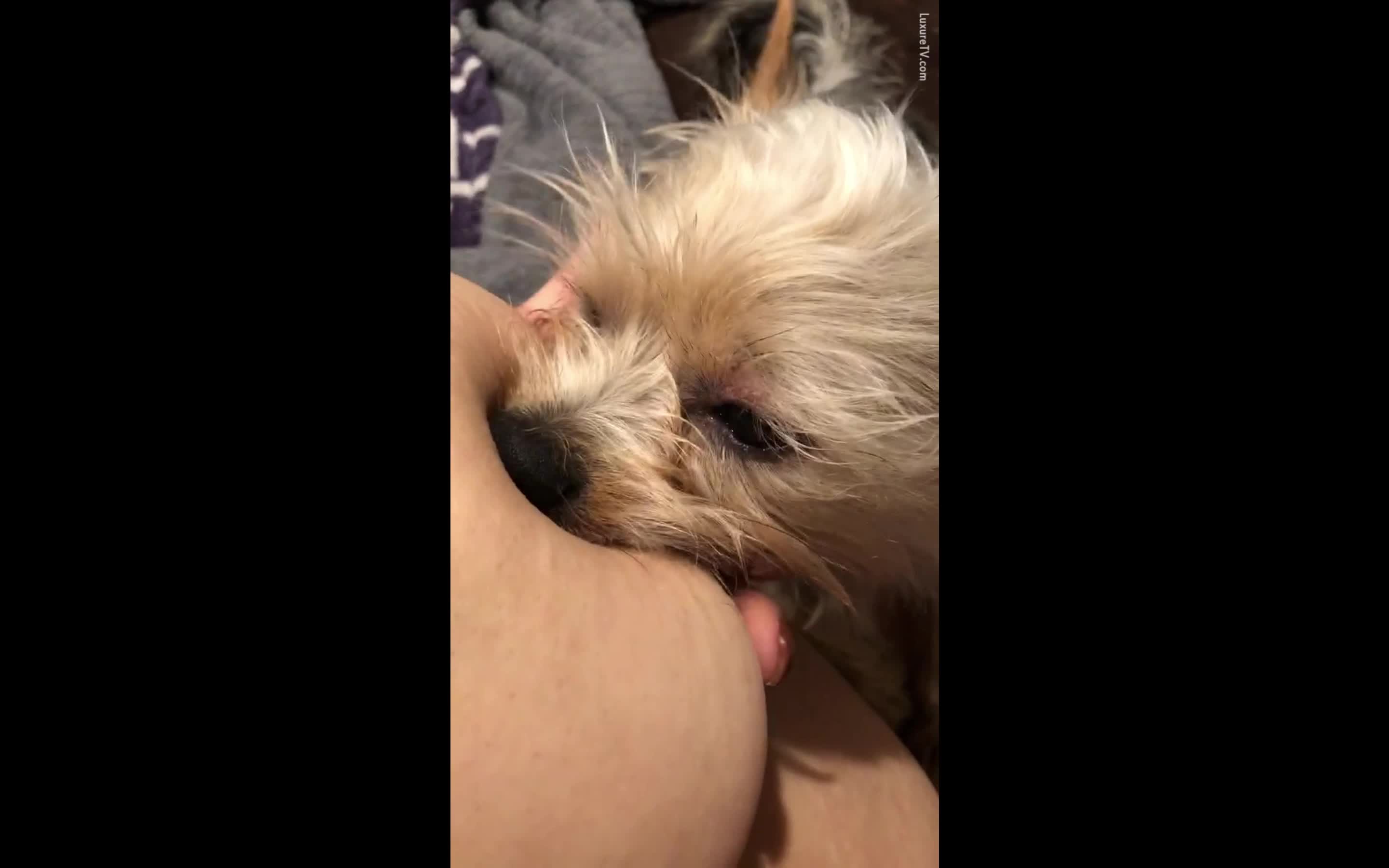 Greedy puppy breastfeeding from mommy part 2 - BestialitySexTaboo -  Bestiality Sex Taboo