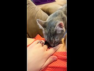 Girl lets her cat lick her pussy | Chica deja que su gato lama su vagina