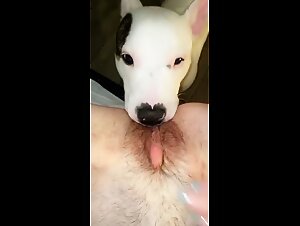 DOG LICKING HAIRY TEEN PUSSY