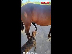 Dog lick horse cock