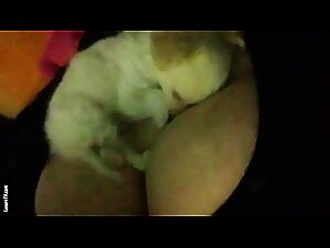 Puppy playing with its owner's breasts (Part 2)
