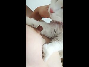 Cat eating nipple