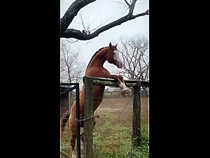 Horse cumshot