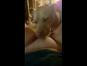 Dog eat teen pussy