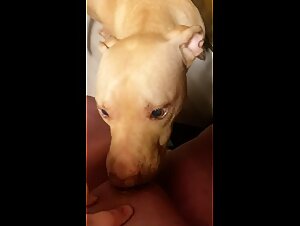 Pt2 of dog licking teen pussy