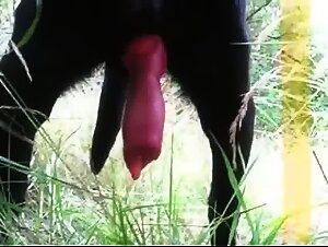 Dog Cock 4