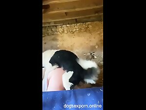 Bbw fucked by two dogs