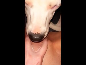 Slut loves her dogs tongue