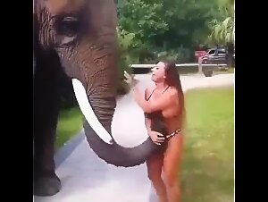 Elephant grabs breasts