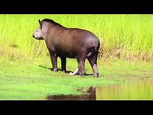 Tapir