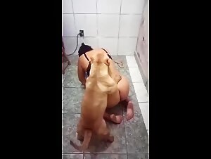 Marido ajudando esposa a engatar com Pitbull