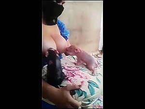 Breastfeeding pigs