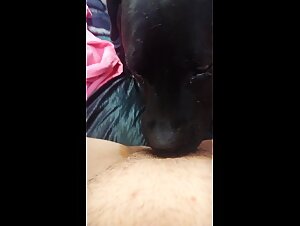 Mutt licks my fat pussy