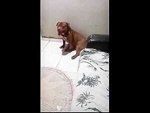 Alguma mulher em Parauapebas para ou região pra virar cadela do meu dog 😏