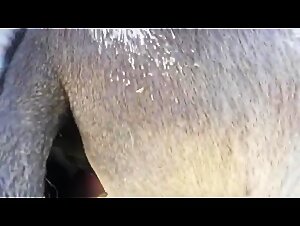 Tight pussy horse getting fucked by a hung dude