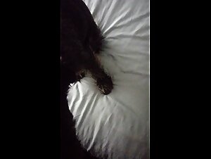 Dog licks my cock