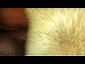 dog porn with closeup gape and more