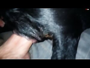 Amazing POV porn with a really sexy dog