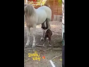 Horse get sucked by the dog