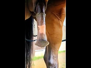 Horse with big boner