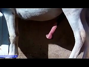 Horses - Urethral Pulsing