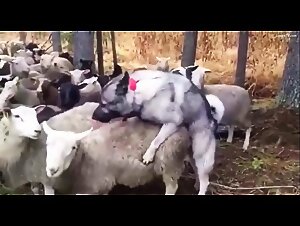 Good Boy Shepherd Fucks Sheep