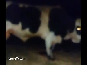 Bull impales a horny man's asshole