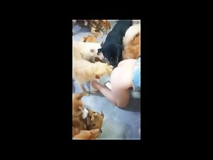 Chinese wife dog gangbang collection