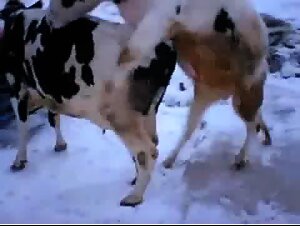 Cow's pussy is about to get gaped