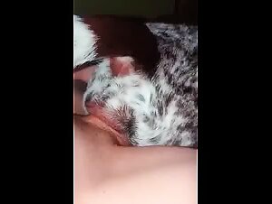 Dog pussy orgasming on cock