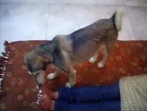 Stray Dog licking cream froom feet and soles of Indian Woman