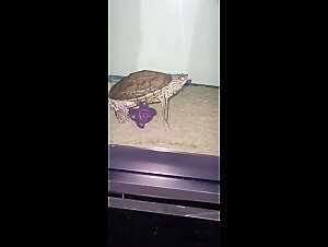 horny turtle