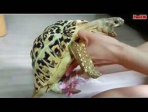 turtle handjob ?