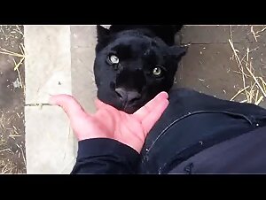 Cat suck fingers (no sex)