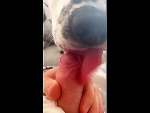 Few licks