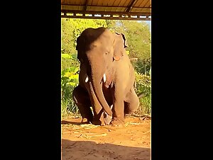 Elephant try to jerk