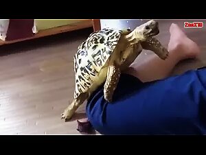 Turtle hump his owner