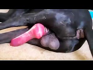 Great Dane in condom