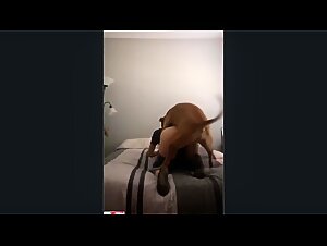 Homemade dogsex