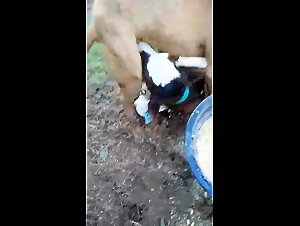 Calf suck dog