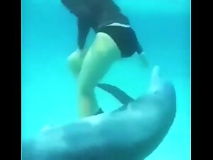 Dolphin harass a girl