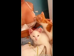 Brazilian musician MC Pipokinha letting her cat lick her