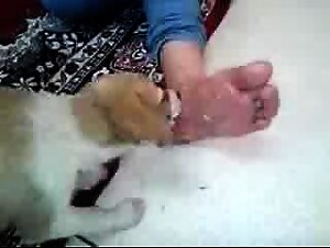 This is another Stray dog  licking and enjoying  feet and soles of Indian Woman