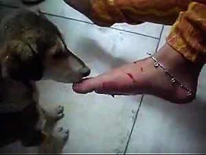 Stray dog is licking and sucking feet and soles of Indian Woman